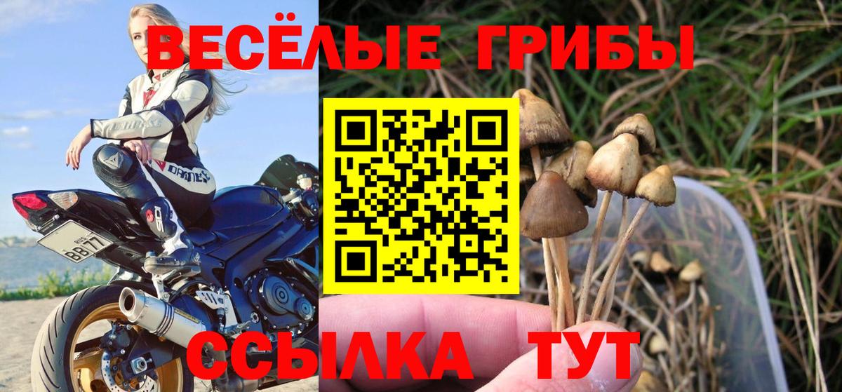 Псилоцибиновые грибы Psilocybe Кировск